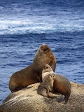 Australian Fur Seals (Arctocephalus pusillus doriferus)