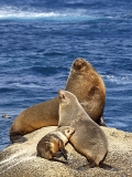 Australian Fur Seals (Arctocephalus pusillus doriferus)