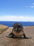 Australian Fur Seal (Arctocephalus pusillus doriferus) Australian Fur Seal (Arctocephalus pusillus doriferus)