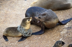 Australian Fur Seal (Arctocephalus pusillus doriferus) Australian Fur Seal (Arctocephalus pusillus doriferus)