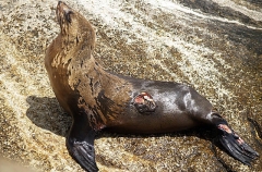 Australian Fur Seal (Arctocephalus pusillus doriferus) Australian Fur Seal (Arctocephalus pusillus doriferus)
