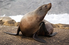 Australian Fur Seal (Arctocephalus pusillus doriferus) Australian Fur Seal (Arctocephalus pusillus doriferus)