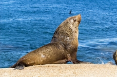 Australian Fur Seal (Arctocephalus pusillus doriferus) Australian Fur Seal (Arctocephalus pusillus doriferus)