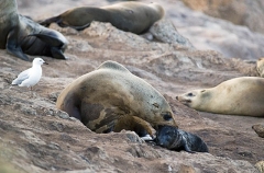 Australian Fur Seal (Arctocephalus pusillus doriferus) Australian Fur Seal (Arctocephalus pusillus doriferus)