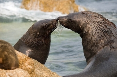 Australian Fur Seal (Arctocephalus pusillus doriferus) Australian Fur Seal (Arctocephalus pusillus doriferus)