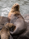 Australian Fur Seal (Arctocephalus pusillus doriferus) Australian Fur Seal (Arctocephalus pusillus doriferus)