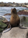 Australian Fur Seal (Arctocephalus pusillus doriferus) Australian Fur Seal (Arctocephalus pusillus doriferus)