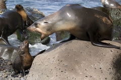 Australian Fur Seal (Arctocephalus pusillus doriferus) Australian Fur Seal (Arctocephalus pusillus doriferus)