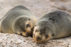 Australian Fur Seal (Arctocephalus pusillus doriferus) Australian Fur Seal (Arctocephalus pusillus doriferus)