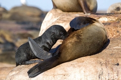 Cape Fur Seal (Arctocephalus pusillus pusillus) Cape Fur Seal (Arctocephalus pusillus pusillus)