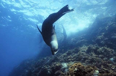 New Zealand Fur Seal (Arctocephalus forsteri) New Zealand Fur Seal (Arctocephalus forsteri)