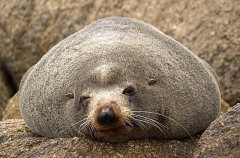 New Zealand Fur Seal (Arctocephalus forsteri) New Zealand Fur Seal (Arctocephalus forsteri)