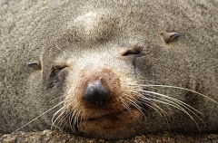 New Zealand Fur Seal (Arctocephalus forsteri) New Zealand Fur Seal (Arctocephalus forsteri)