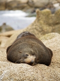 New Zealand Fur Seal (Arctocephalus forsteri) New Zealand Fur Seal (Arctocephalus forsteri)