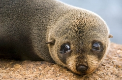 New Zealand Fur Seal (Arctocephalus forsteri) New Zealand Fur Seal (Arctocephalus forsteri)