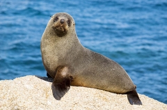 New Zealand Fur Seal (Arctocephalus forsteri) New Zealand Fur Seal (Arctocephalus forsteri)