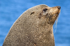 New Zealand Fur Seal (Arctocephalus forsteri) New Zealand Fur Seal (Arctocephalus forsteri)