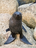 New Zealand Fur Seal (Arctocephalus forsteri) New Zealand Fur Seal (Arctocephalus forsteri)