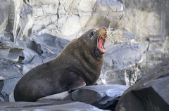 New Zealand Fur Seal (Arctocephalus forsteri) New Zealand Fur Seal (Arctocephalus forsteri)