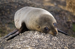New Zealand Fur Seal (Arctocephalus forsteri) New Zealand Fur Seal (Arctocephalus forsteri)
