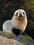 New Zealand Fur Seal (Arctocephalus forsteri) New Zealand Fur Seal (Arctocephalus forsteri)