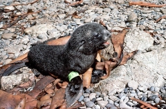 Antarctic Fur Seal (Arctocephalus gazella) Antarctic Fur Seal (Arctocephalus gazella)