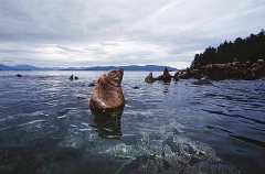 Stellar Sea Lion (Eumetopias jubatus) Stellar Sea Lion (Eumetopias jubatus)