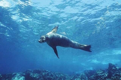Galapagos Sea Lion (Zalophus californianus wollenbaekii) Galapagos Sea Lion (Zalophus californianus wollenbaekii)