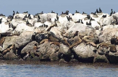Californian Sea Lions (Zalophus californianus) Californian Sea Lions (Zalophus californianus)