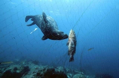 Californian Sea Lion (Zalophus californianus) Californian Sea Lion (Zalophus californianus)
