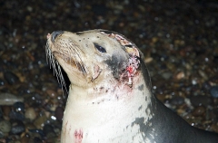 Californian Sea Lion (Zalophus californianus) Californian Sea Lion (Zalophus californianus)