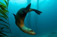 Californian Sea Lion (Zalophus californianus) Californian Sea Lion (Zalophus californianus)