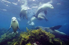 Australian Sea Lions (Neophoca cinerea) Australian Sea Lions (Neophoca cinerea)