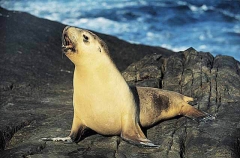 Australian Sea Lion (Neophoca cinerea) Australian Sea Lion (Neophoca cinerea)