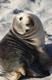Australian Sea Lion (Neophoca cinerea) Australian Sea Lion (Neophoca cinerea)