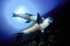 Australian Sea Lion (Neophoca cinerea) Australian Sea Lion (Neophoca cinerea)