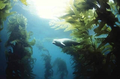 Harbour Seal (Phoca vitulina) Harbour Seal (Phoca vitulina)