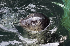 Harbor Seal (Phoca vitulina) Harbor Seal (Phoca vitulina)