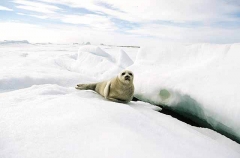Ringed Seal (Phoca hispida) Ringed Seal (Phoca hispida)