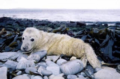 Gray Seal (Halichoerus grypus) Gray Seal (Halichoerus grypus)
