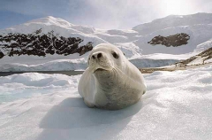 Crabeater Seal (Lobodon carcinophagus) Crabeater Seal (Lobodon carcinophagus)