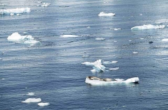 Crabeater Seals (Lobodon carcinophagus) Crabeater Seals (Lobodon carcinophagus)