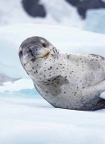 Leopard Seal (Hydrurga leptonyx) Leopard Seal (Hydrurga leptonyx)