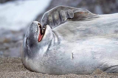 Leopard Seal (Hydrurga leptonyx)