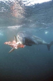 Leopard Seal (Hydrurga leptonyx)
