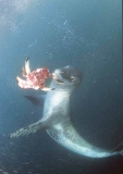Leopard Seal (Hydrurga leptonyx)