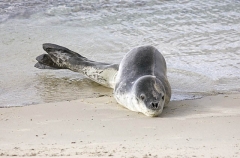 Leopard Seal (Hydrurga leptonyx) Leopard Seal (Hydrurga leptonyx)