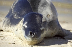 Leopard Seal (Hydrurga leptonyx) Leopard Seal (Hydrurga leptonyx)