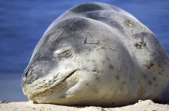 Leopard Seal (Hydrurga leptonyx) Leopard Seal (Hydrurga leptonyx)