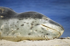 Leopard Seal (Hydrurga leptonyx) Leopard Seal (Hydrurga leptonyx)